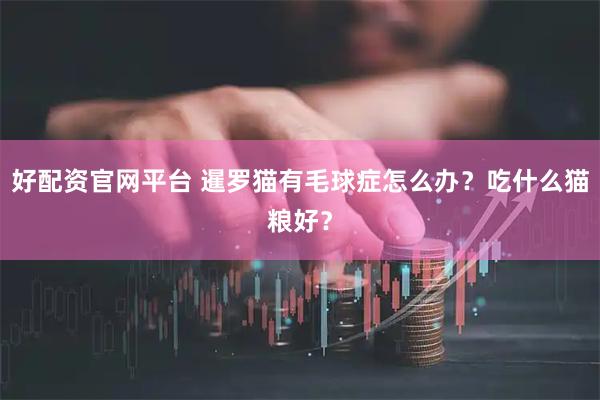 好配资官网平台 暹罗猫有毛球症怎么办？吃什么猫粮好？